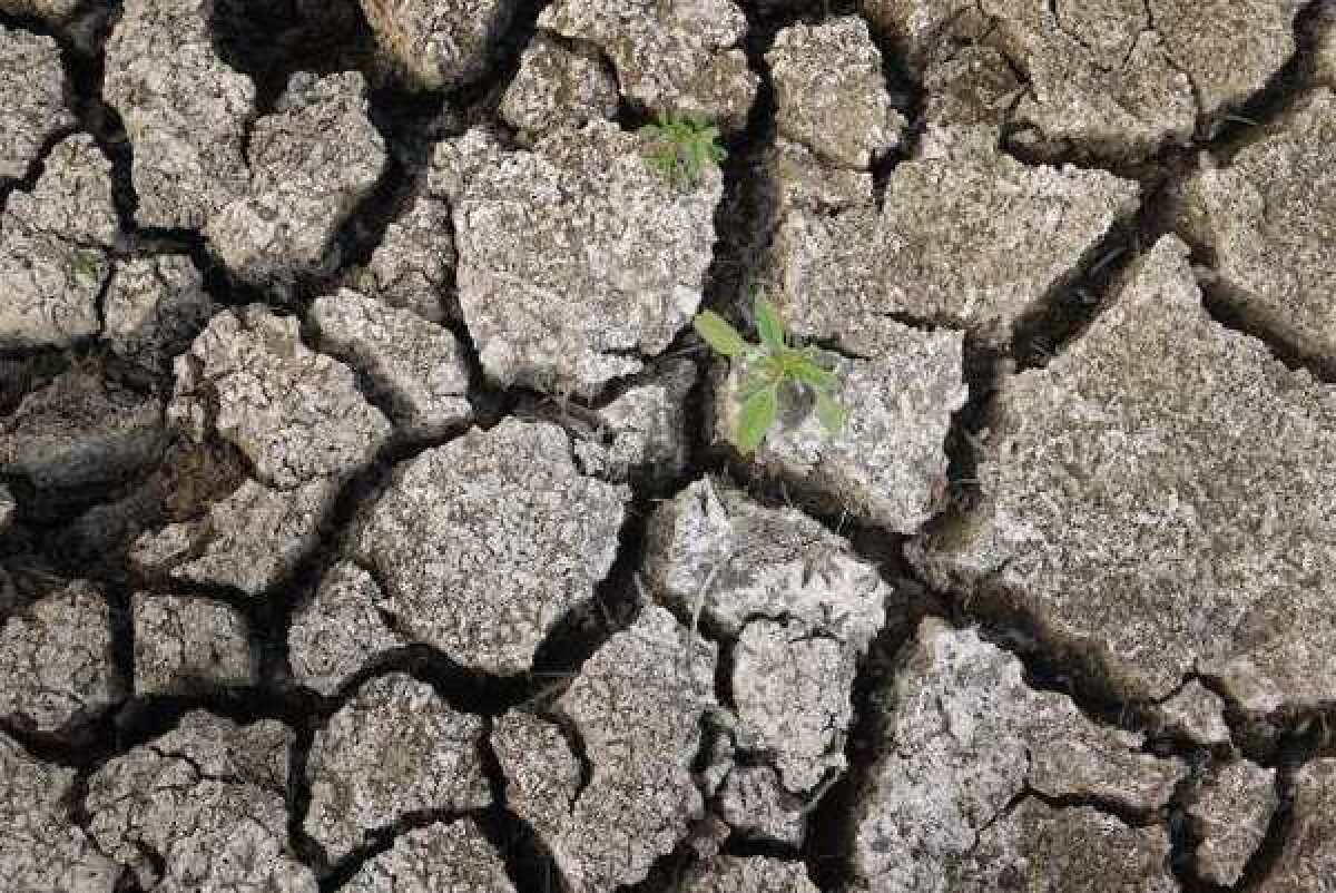 Parched ground at an Illinois cattle lot this year. Researchers report that many Generation X members seem unconcerned about climate change.