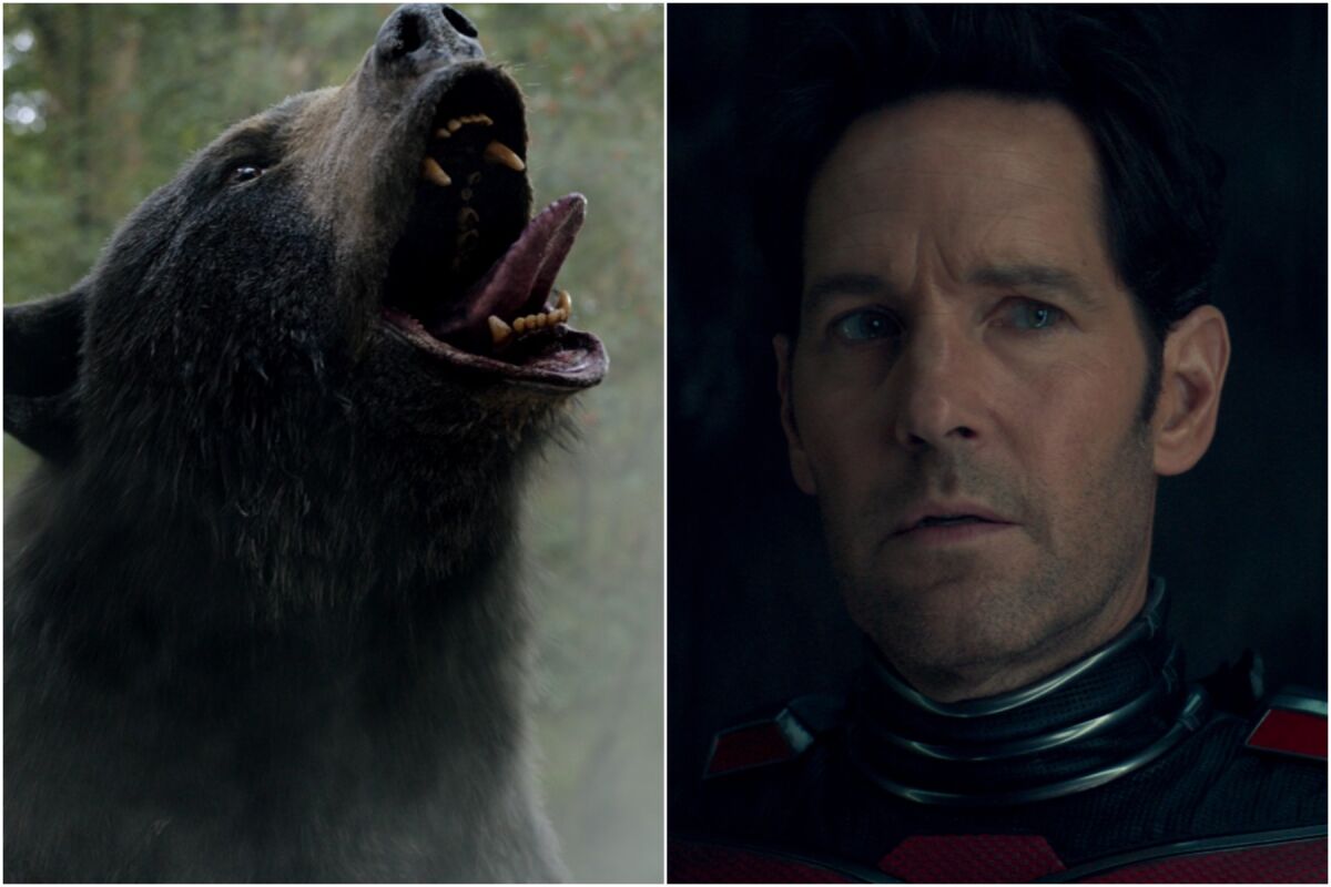 A split image of a CGI bear roaring in a forest, left, and a man with short brown hair wearing superhero costume.