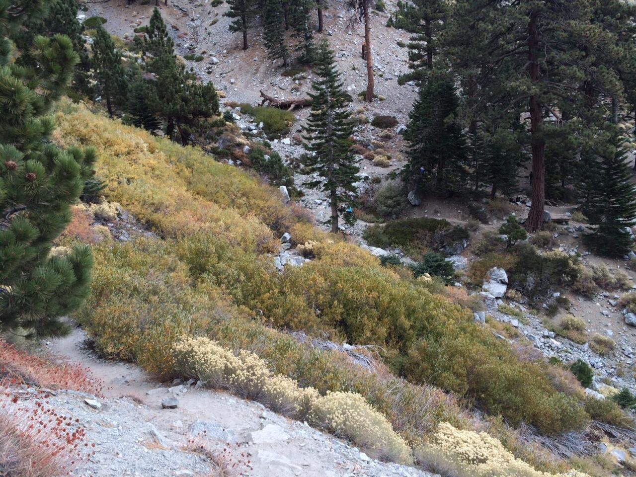 Hikers who tackle the strenuous trek to the top of Mt. Baldy north of Claremont, Calif., will be rewarded with fall colors en route to the high-elevation peak.