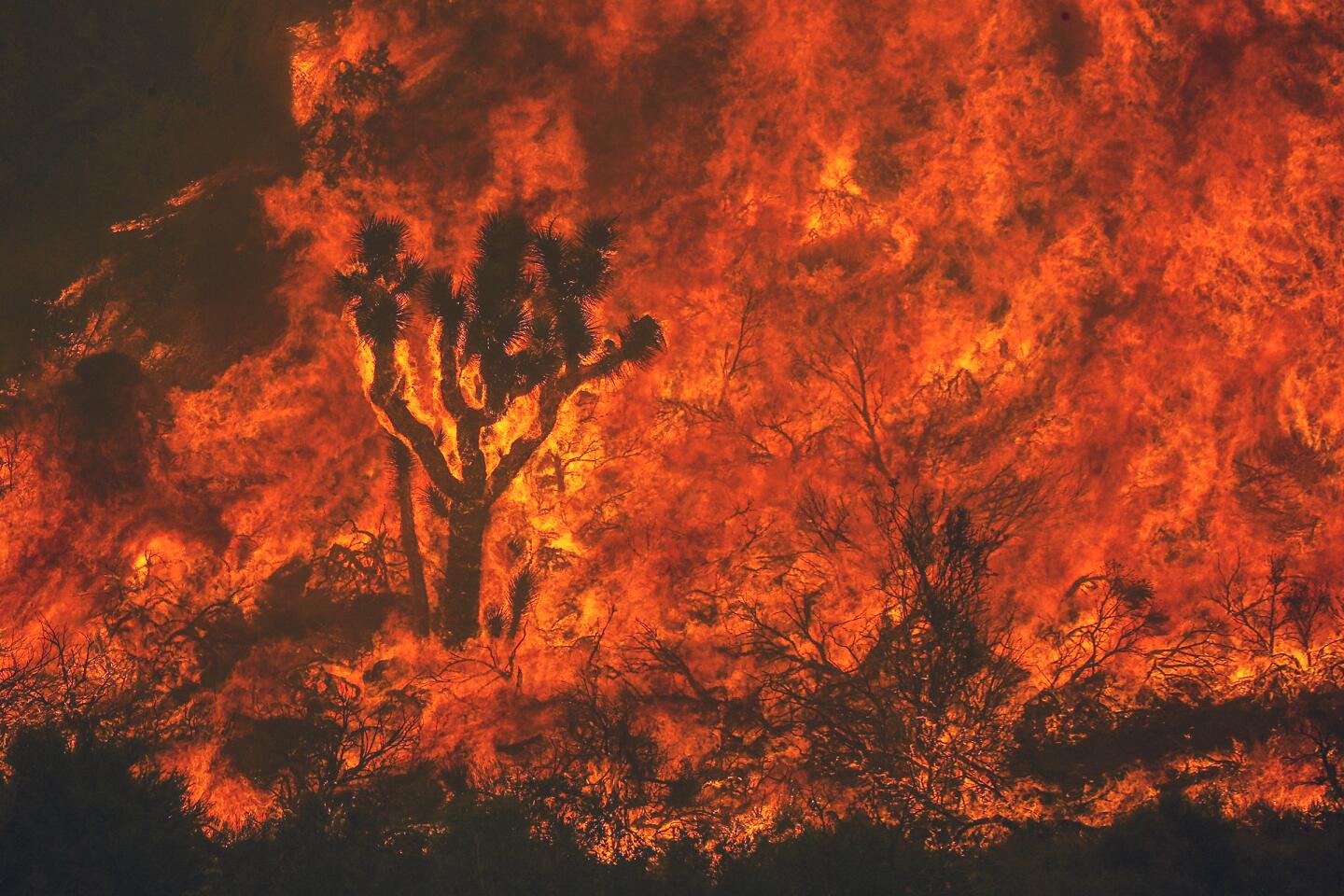 A Joshua tree burns as the Bobcat fire rages in Juniper Hills.