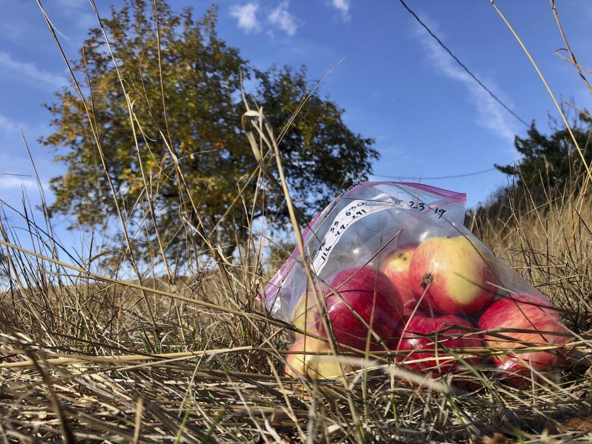 Apples collected last fall by amateur botanists David Benscoter and EJ Brandt of the Lost Apple Project rest on the ground in an orchard at an abandoned homestead near Genesee, Idaho.