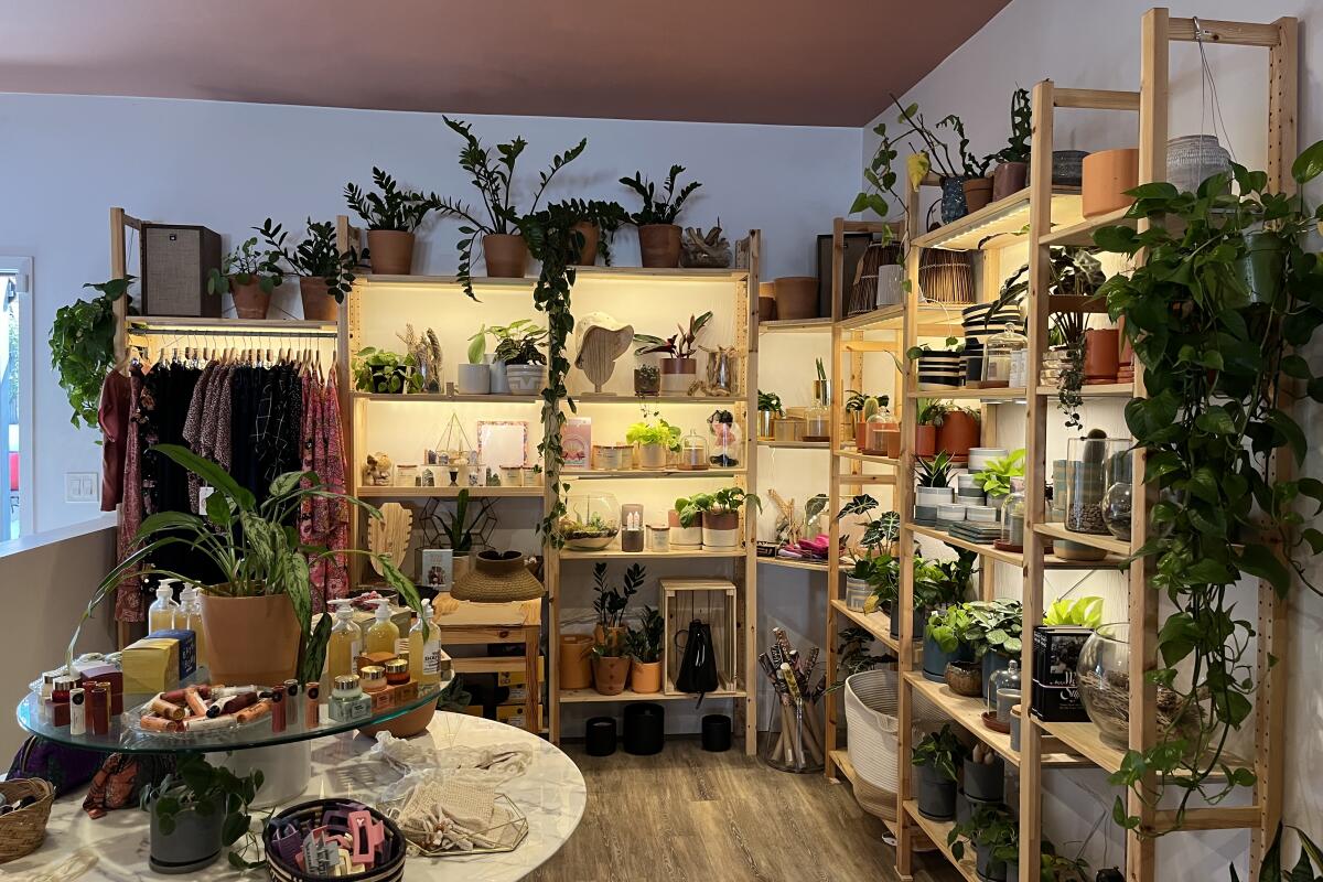 Shelves of plants 