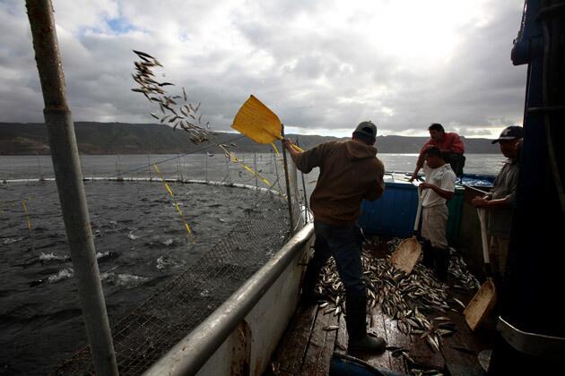 Bluefin tuna farm