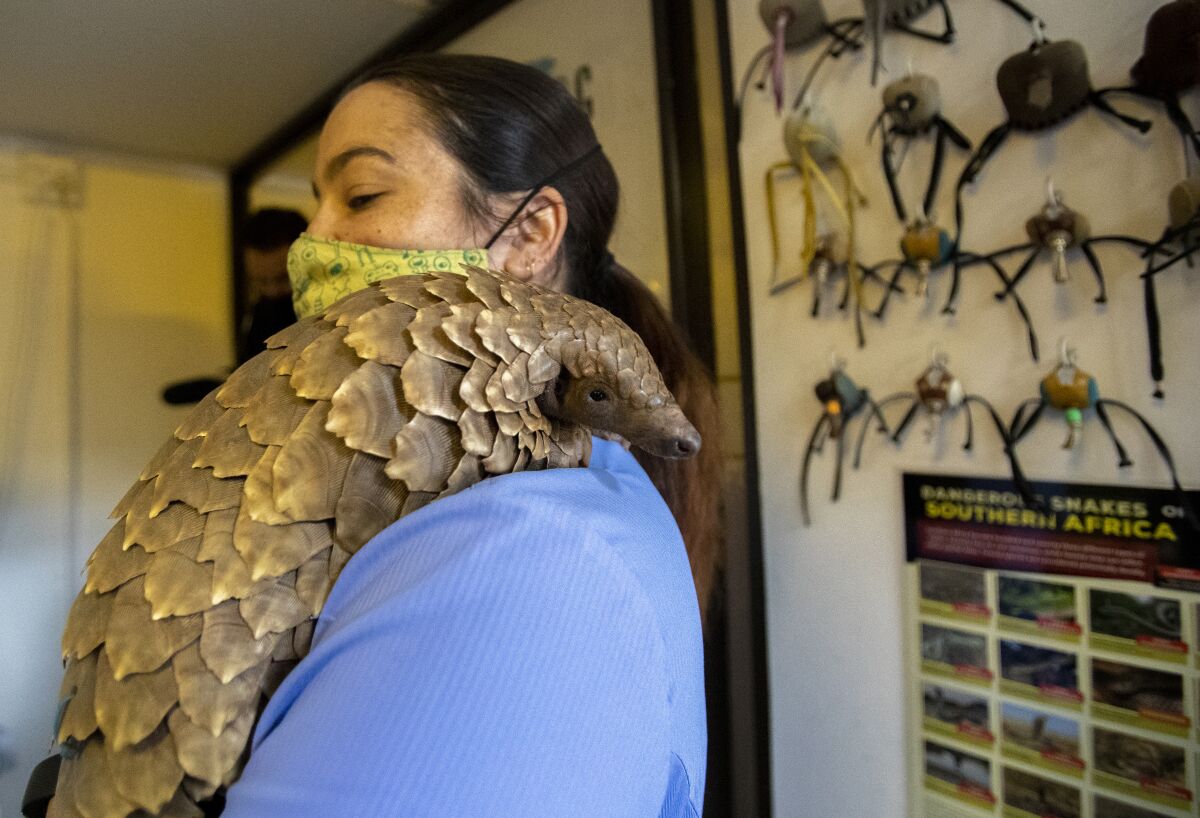 Veterinary nurse, Alicia Abbott, of the African Pangolin Working Group in South Africa holds a pangolin, at a Wildlife Veterinary Hospital in Johannesburg, South Africa, Sunday, Oct. 18, 2020. The group have been rehabilitating pangolins rescued from poachers for nearly a decade.(AP Photo/Themba Hadebe)