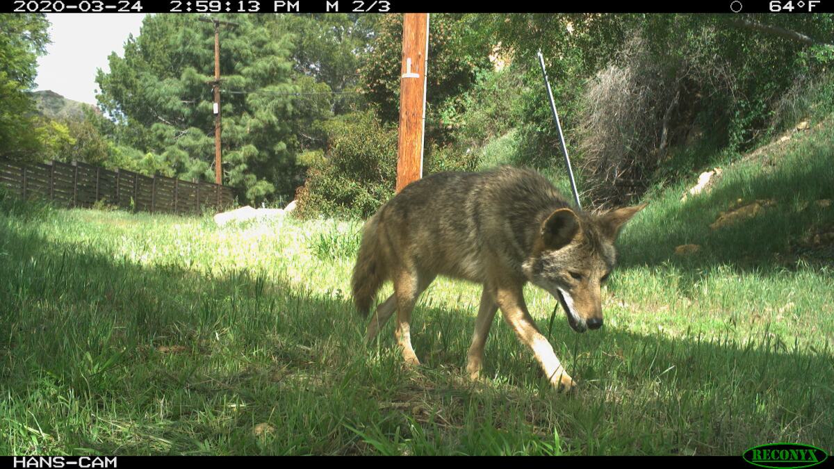A coyote captured March 24 by a remote camera just outside the boundary to Griffith Park.