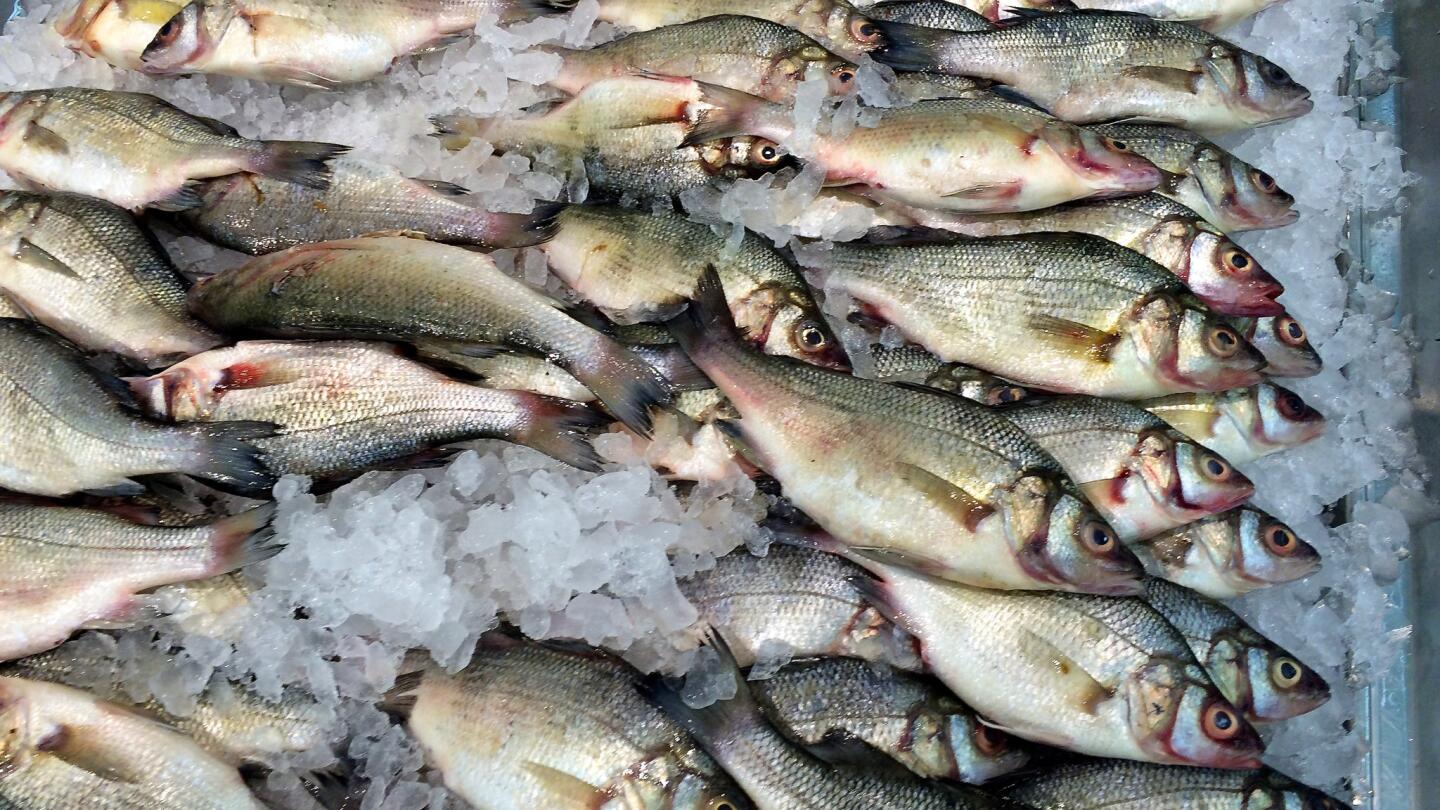Sparkling fresh ocean perch at Seafood City.