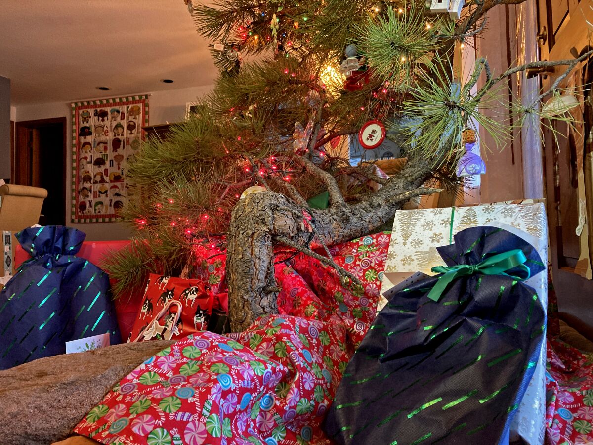 The bent ponderosa pine, decorated and surrounded by Christmas presents.  