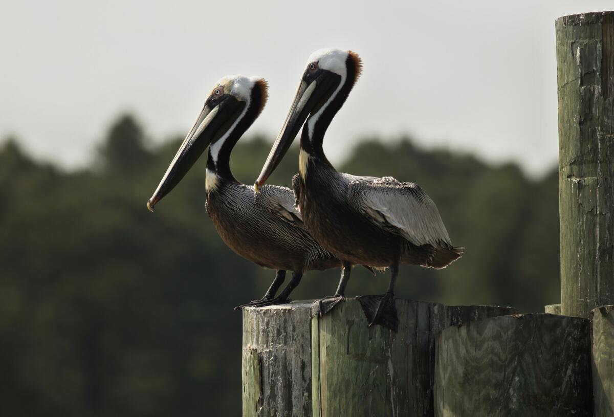 Cole, Carolyn -- B58417641Z.1 DAUPHIN ISLAND, ALABAMA--MAY 4, 2010--The struggle between business and nature is not new to states along the Gulf Coast. The endangered brown pelican is native to the region and has made a remarkable comeback, but the oil spill presents a new threat. (Carolyn Cole/Los Angeles Times)