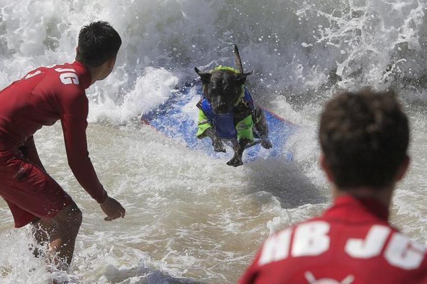 Late September means the Surf City Surf Dog contest in Huntington Beach.