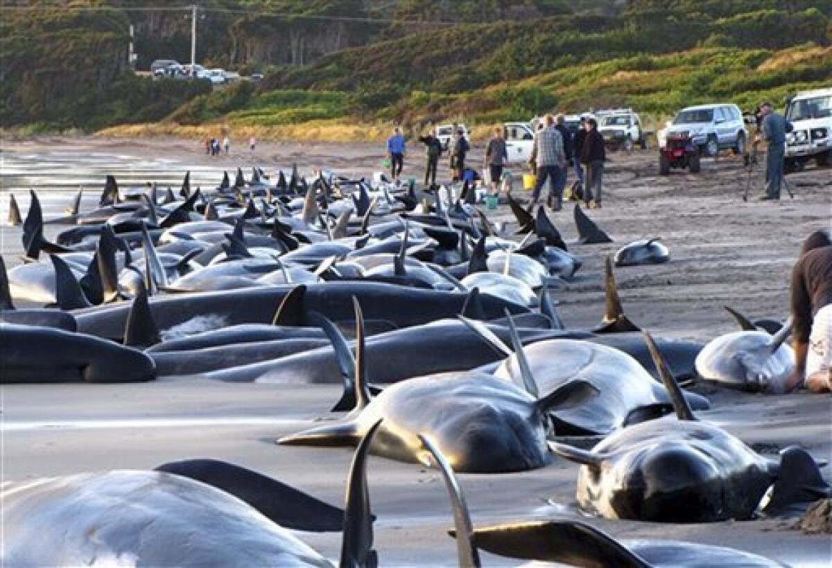 Why towing stranded whales and dolphins back out to sea doesn't always work