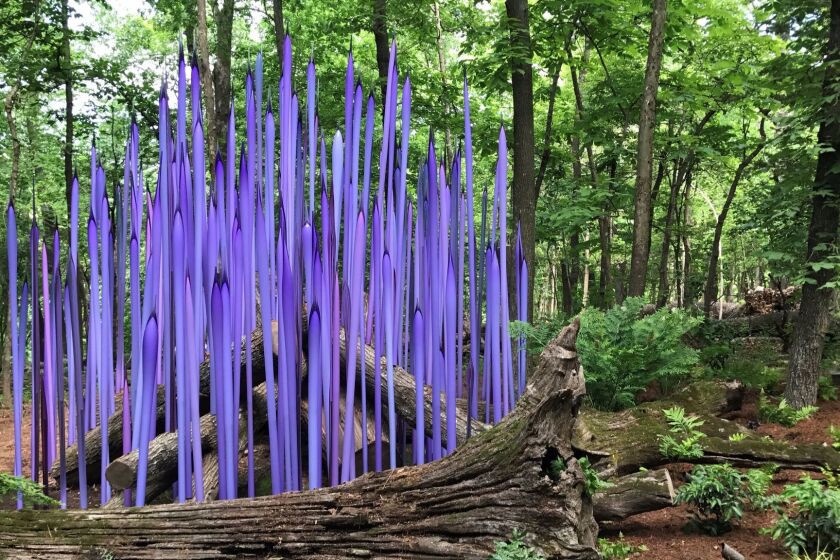 Bentonville, Arkansas-- "Neodymium Reeds on Logs" was installed along an outdoor trail for the Chihuly in the Forest outdoor exhibition at Crystal Bridges Museum of Modern Art. Photo by Cynthia Mines