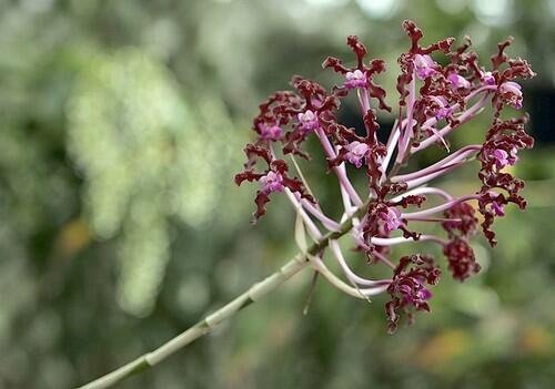 One of plants to be found at Santa Barbara Estate is the Schomburgkia Undulada.