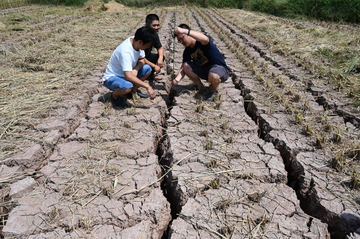 Farmers inspect a field cracked due to drought.