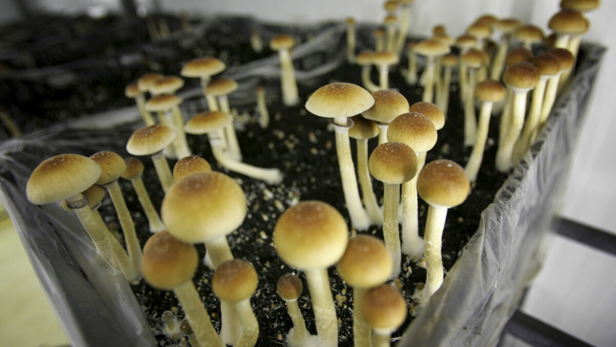 Denver Therapists Use Magic Mushrooms To Help Patients - Los Angeles Times