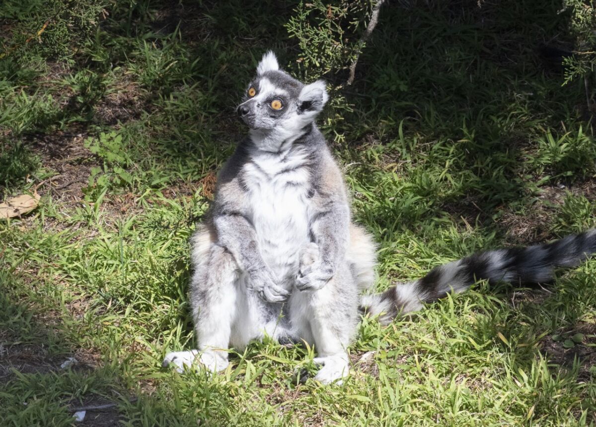 "Maki," the ring-tailed lemur stolen from the San Francisco Zoo.