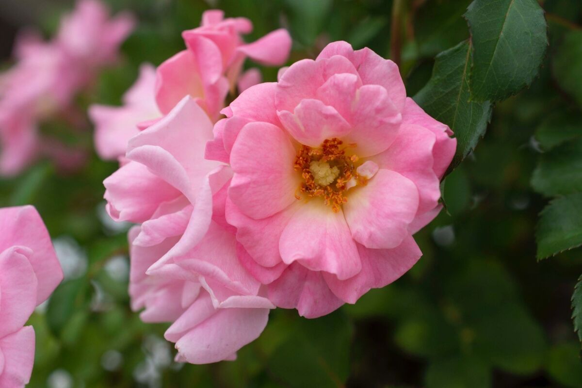 'Blushing Drift' is a small pink groundcover rose that blooms in clusters.