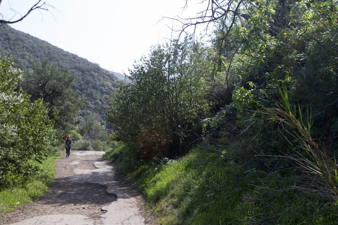Return on the Tropical Terrace Trail, with its wide path that's occasionally paved, through the sycamore and oak-lined canyon.