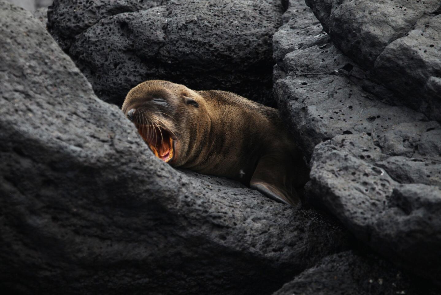 Baby seal nursery on Santa Fe Island in the Galápagos Islands.