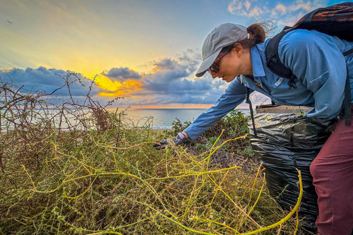 A South Bay Parkland Conservancy volunteer pulling weeds at the Esplanade Bluff at sunset.