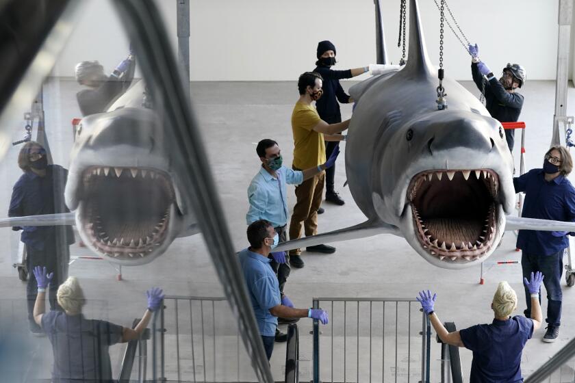 Una réplica en fibra de vidrio de Bruce, el tiburón del clásico de Steven Spielberg de 1975 "Jaws" ("Tiburón"), es montada en el nuevo Museo de la Academia de Cine en Los Ángeles el viernes 20 de noviembre del 2020. El museo planea abrir al público el 30 de abril del 2021. (AP Foto/Chris Pizzello)