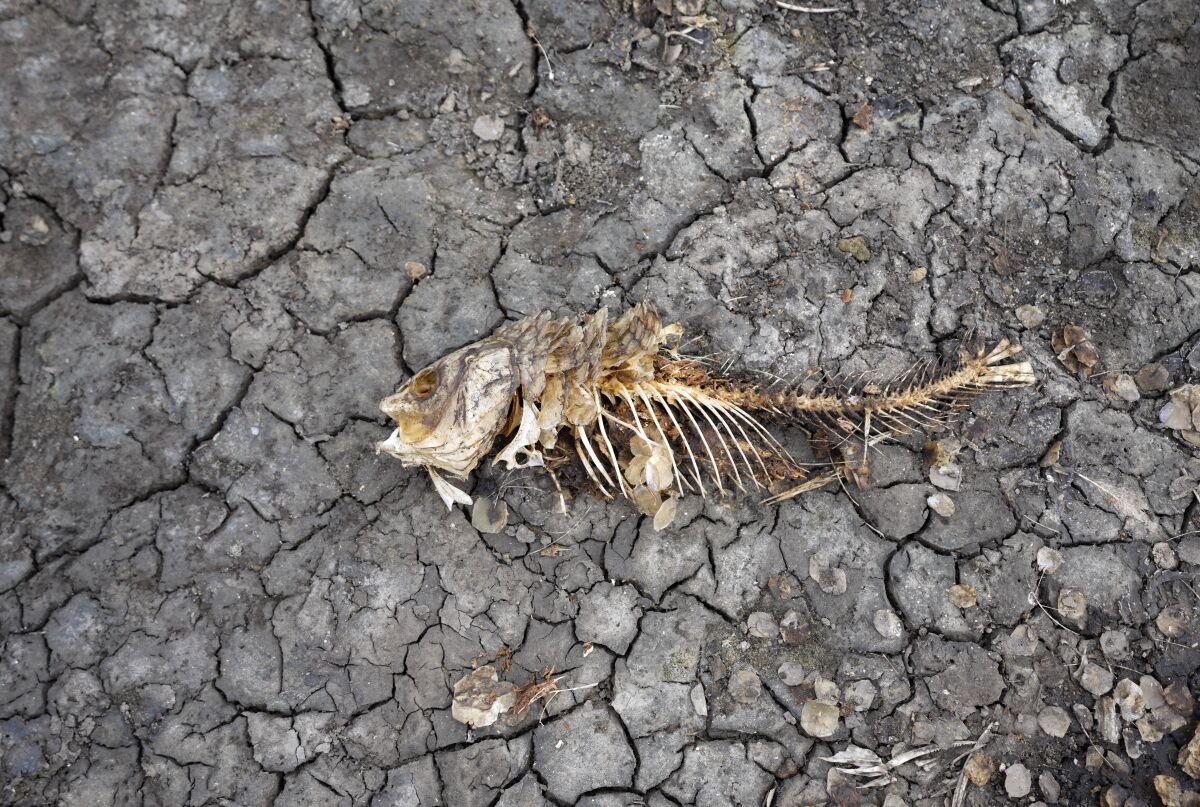 FILE - A dead fish skeleton laying on the cracking earth of a dry lake bed near the village of Conoplja, 150 kilometers north-west of Belgrade, Serbia, Tuesday, Aug. 9, 2022. Water shortages reduced Serbia's hydropower production. An unprecedented drought is afflicting nearly half of the European continent, damaging farm economies, forcing water restrictions and threatening aquatic species. Water levels are falling on major rivers such as the Danube, the Rhine and the Po. (AP Photo/Darko Vojinovic, File)