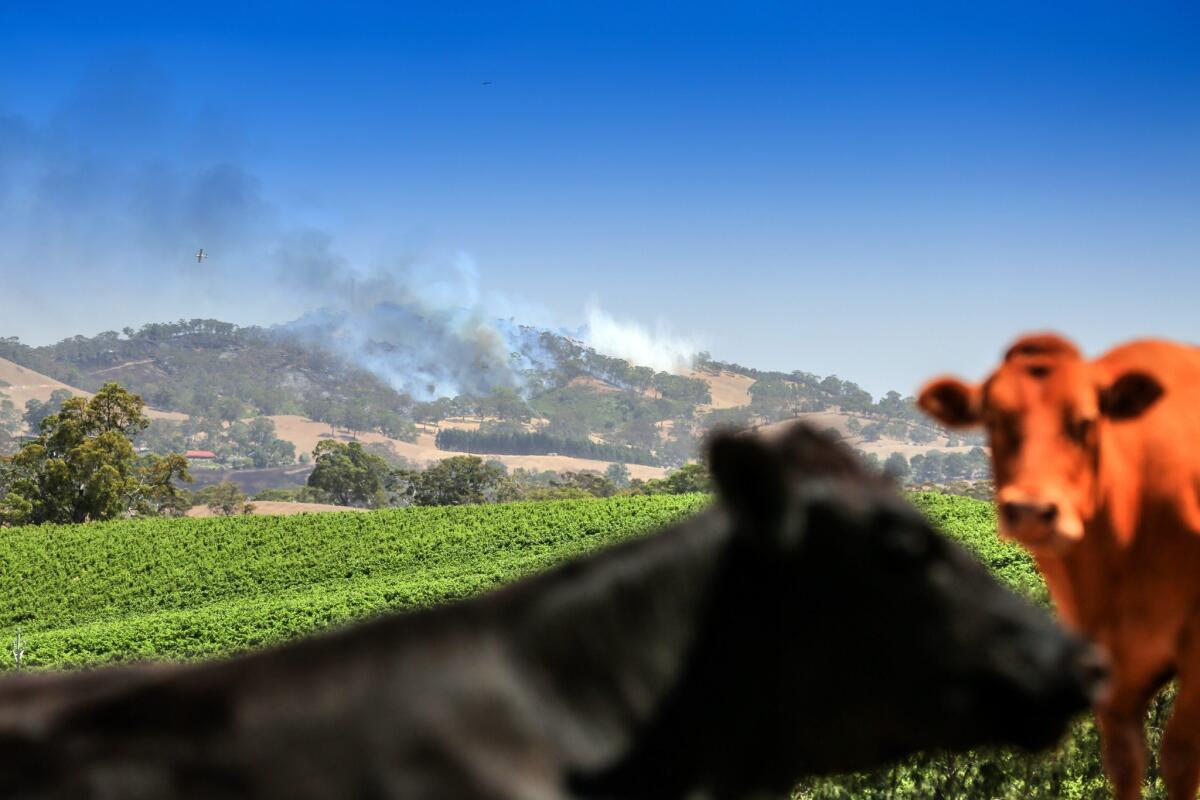 Cows stand in the foreground as smoke billows from a bushfire surrounding the Adelaide Hills district of Cuddly Creek, near Adelaide, Australia, on Jan. 4.