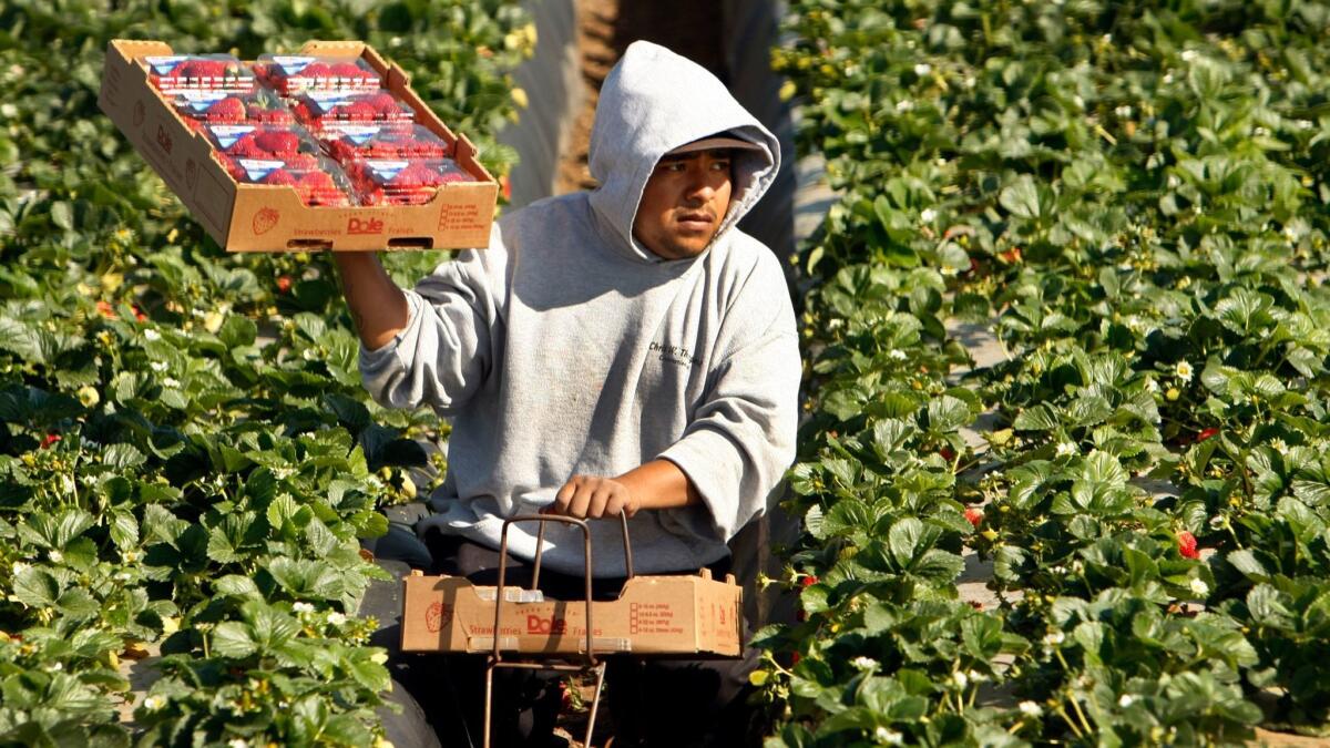 Domingo Suarez carries strawberries picked for Dole Foods in a Santa Maria field in 2013.