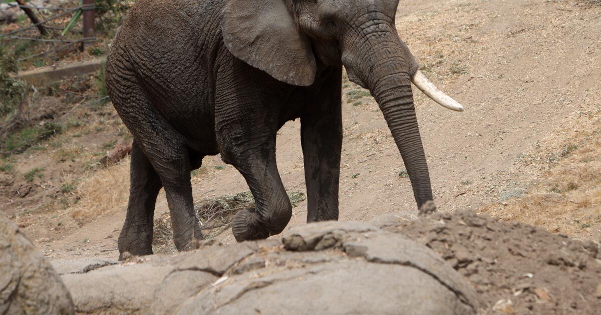 This Bay Area zoo is shutting down its elephant exhibit. Could more California zoos be next?