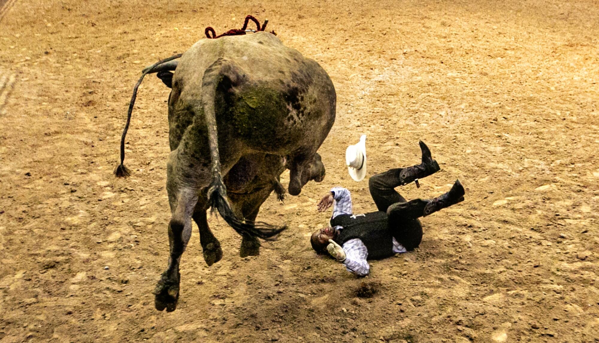 A cowboy falls to the dirt after being thrown by a bull