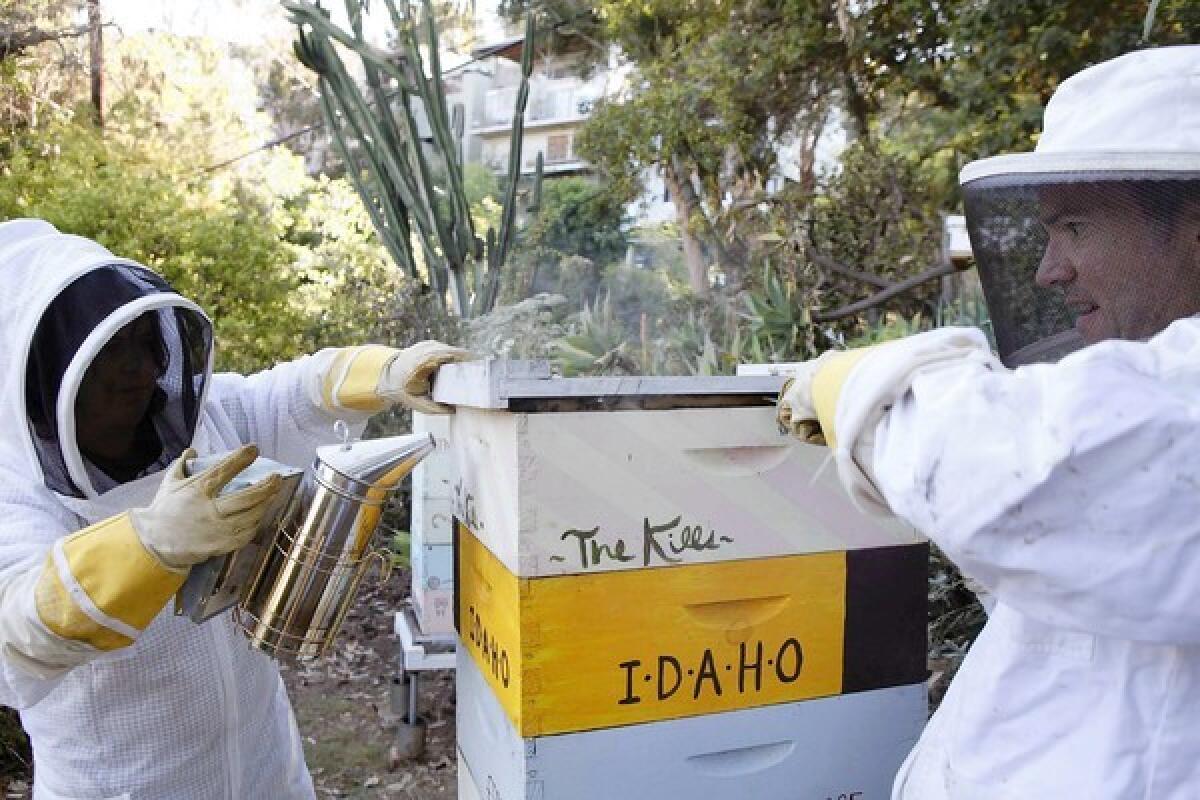 Amy Seidenwurm, left, and Russell Bates use a smoker to calm the bees as they work on the hives in their Silver Lake backyard.