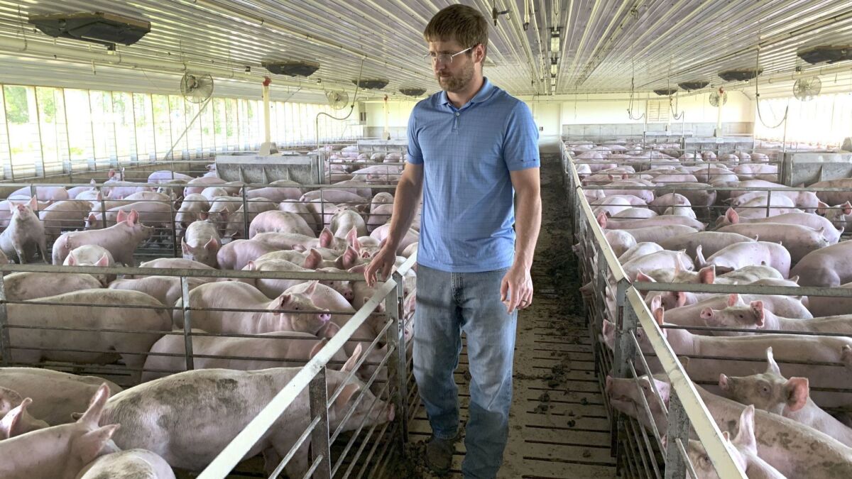 Matthew Keller walks through one of his pig barns in Kenyon, Minn.