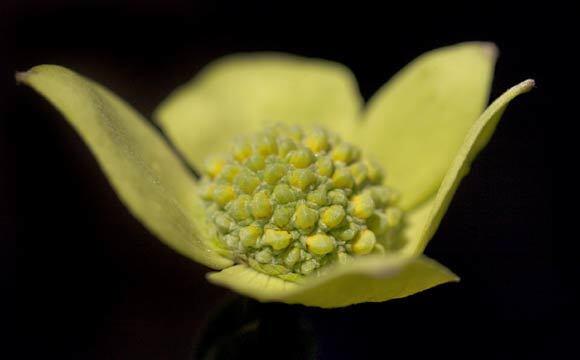 Spring in Yosemite