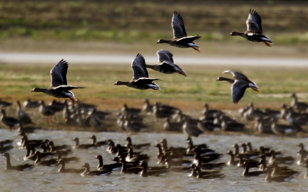 The marshlands, canals and culverts in Williams, Calif., north of Sacramento, are temporary homes to geese and other migratory birds that use the area as a stop on the Pacific Flyway.