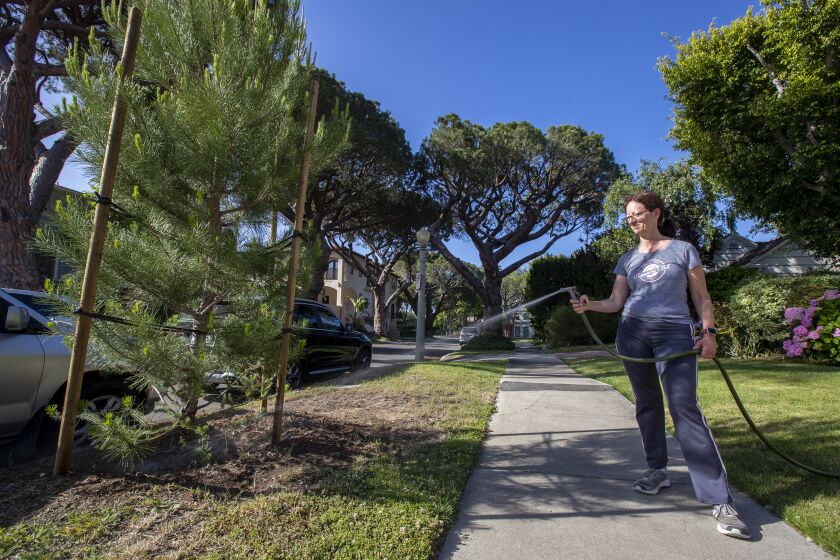 Los Angeles, CA - June 01: In compliance with water restrictions, Linda Adatto waters an Italian Stone Pine by hand before 9 am in front of her home in the Beverlywood neighborhood of Los Angeles on the first day that the LADWP drought watering restrictions are implemented Wednesday, June 1, 2022. (Allen J. Schaben / Los Angeles Times)