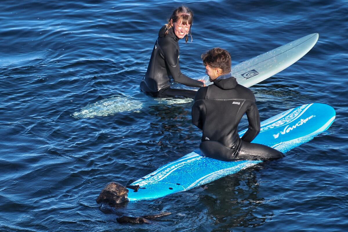 A sea otter climbs onto the board of a surfer as a surfer on another board watches.