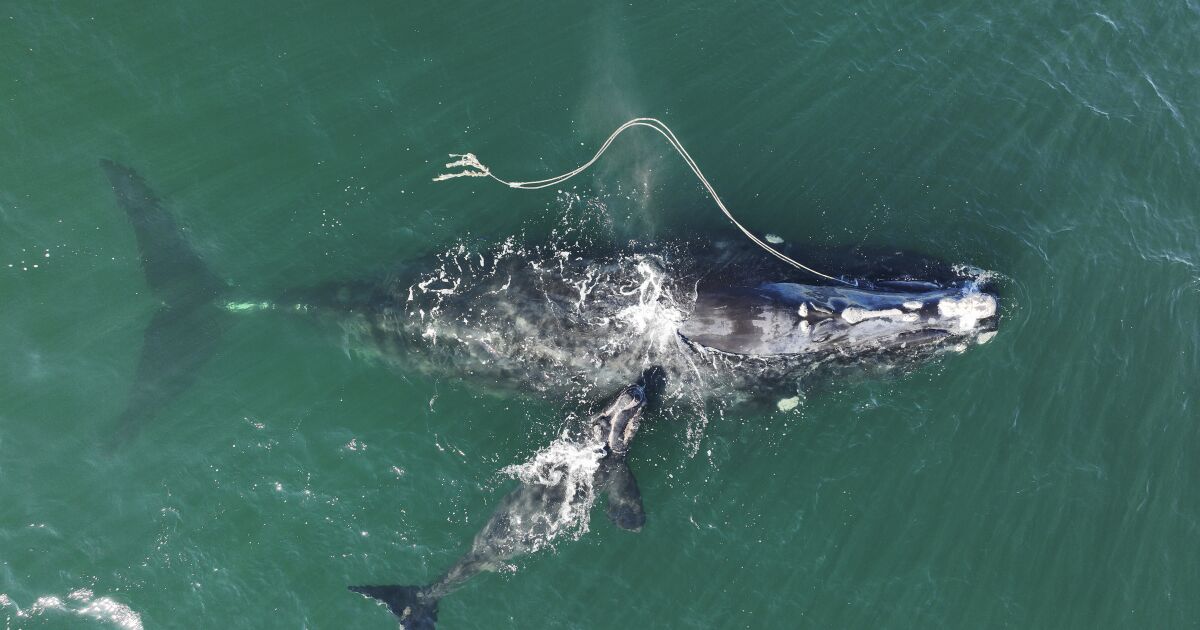 Why helping whales to flourish can help fight climate change