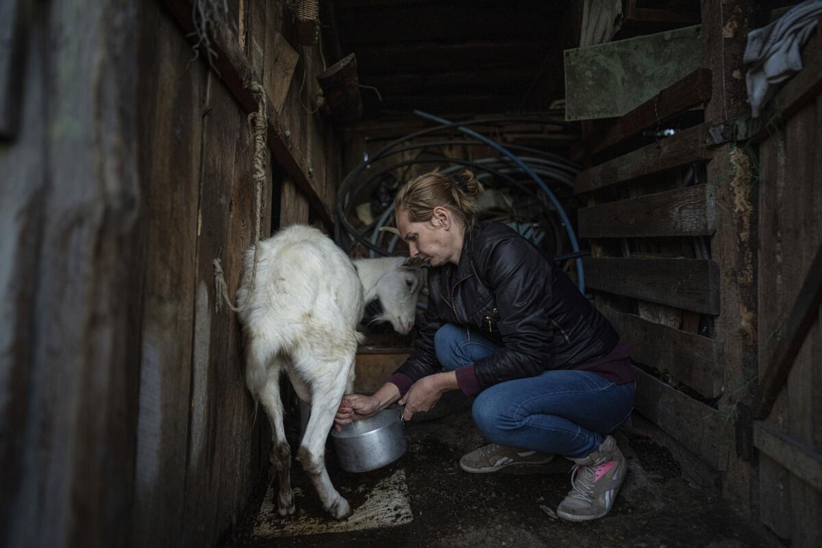 A woman milks a goat in her barn.