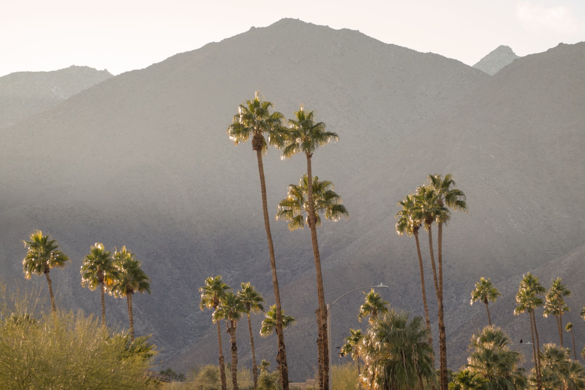 Palm trees glow in the afternoon sunlight on Palm Canyon Drive in Borrego Springs.