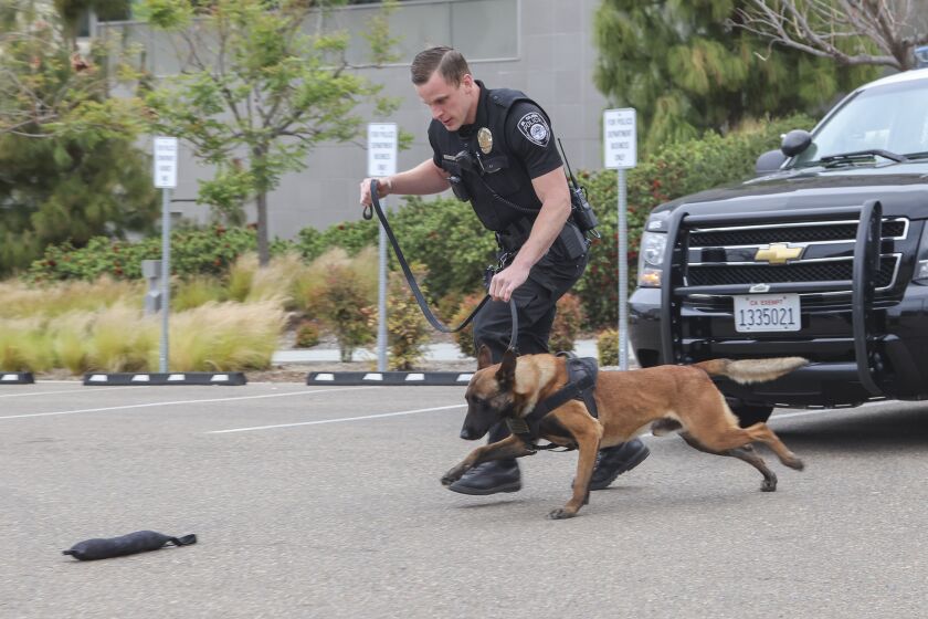EL CAJON, CA - APRIL 21: El Cajon police officer Stephen Hannibal works his new dog Ace at the El Cajon Police Department on Wednesday, April 21, 2021 in El Cajon, CA. (Eduardo Contreras / The San Diego Union-Tribune)