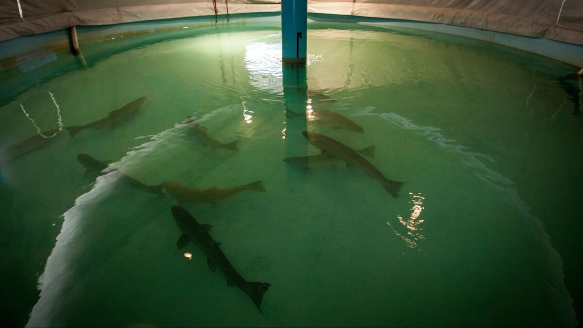 Adult winter-run salmon swim in a tank at the Livingstone Stone National Fish Hatchery in Redding, Calif.