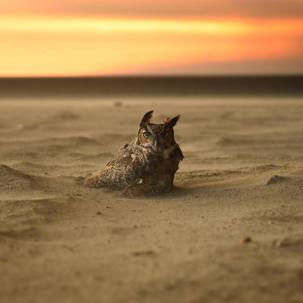 An owl sits on the beach in Malibu as the Woolsey fire approached in 2018.
