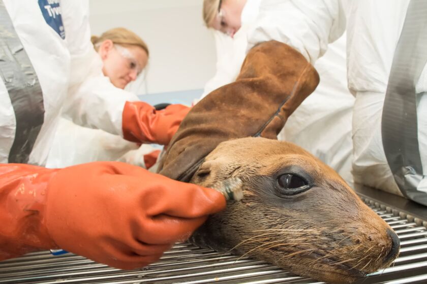 A SeaWorld rescue team member uses a toothbrush to remove oil from around a California sea lion's eyes. Eight sea animals are being treated at SeaWorld from the Santa Barbara County oil spill.