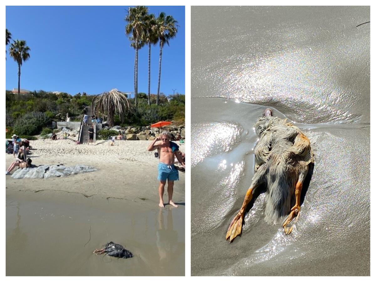 Two of three birds found with their heads severed from their bodies Sunday in Laguna Beach.