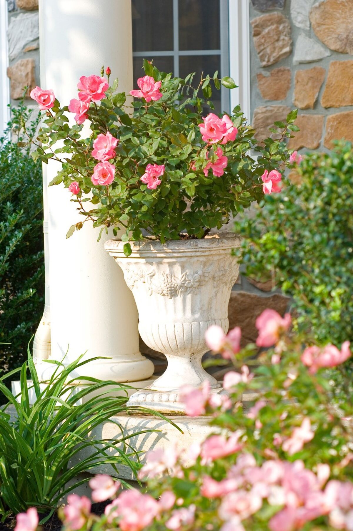'Pink Knockout' planted in a container.