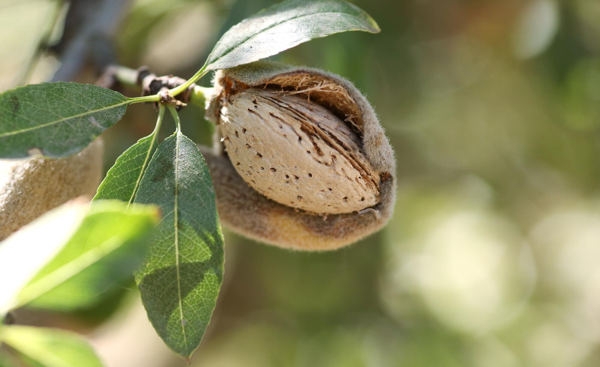 A closeup of an almond growing on a tree branch.