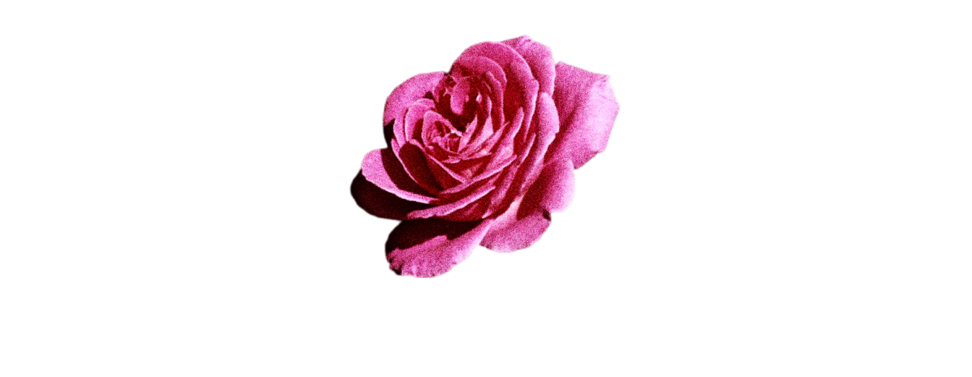 a pink rose graphic