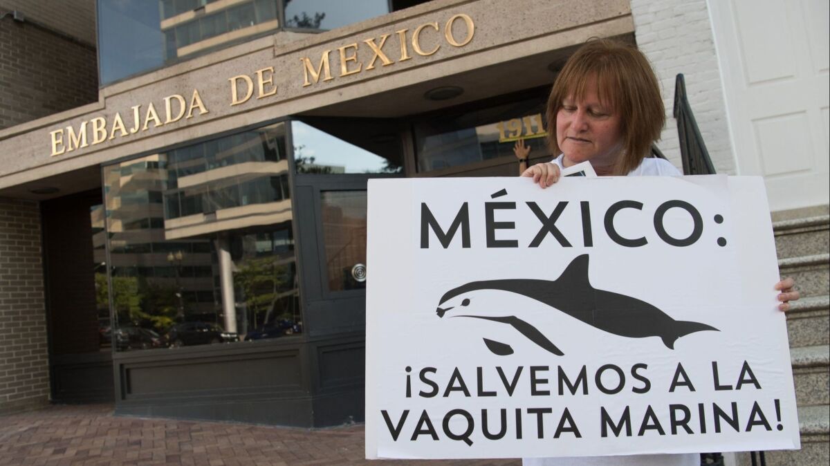 Demonstrators with the Animal Welfare Institute hold a rally to save the vaquita, the world's smallest and most endangered porpoise, outside the Mexican Embassy in Washington on July 5.