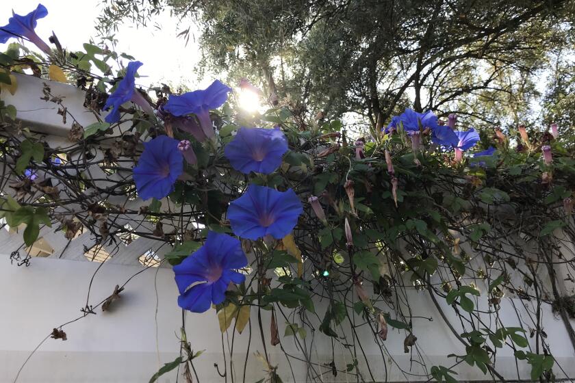 In spring, the morning glories crawl over the patio wall. 