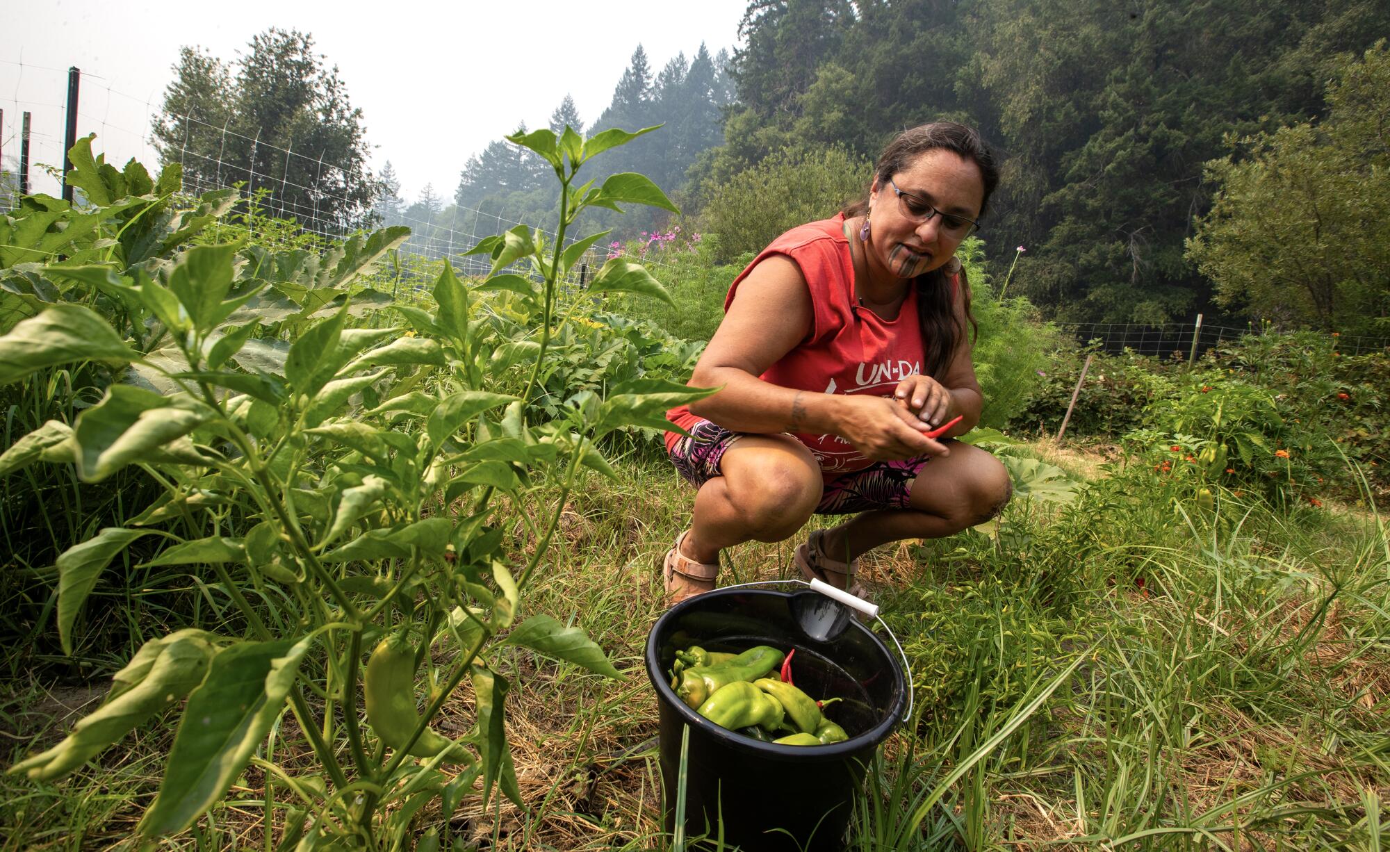 Annelia Hillman picks vegetables in a garden.