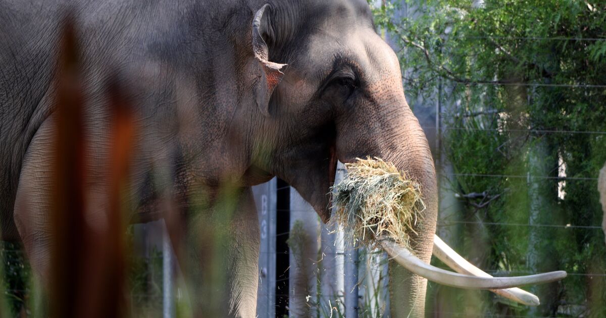 Free Billy the Elephant from the Los Angeles Zoo.  His life is in danger